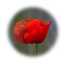 Mohn